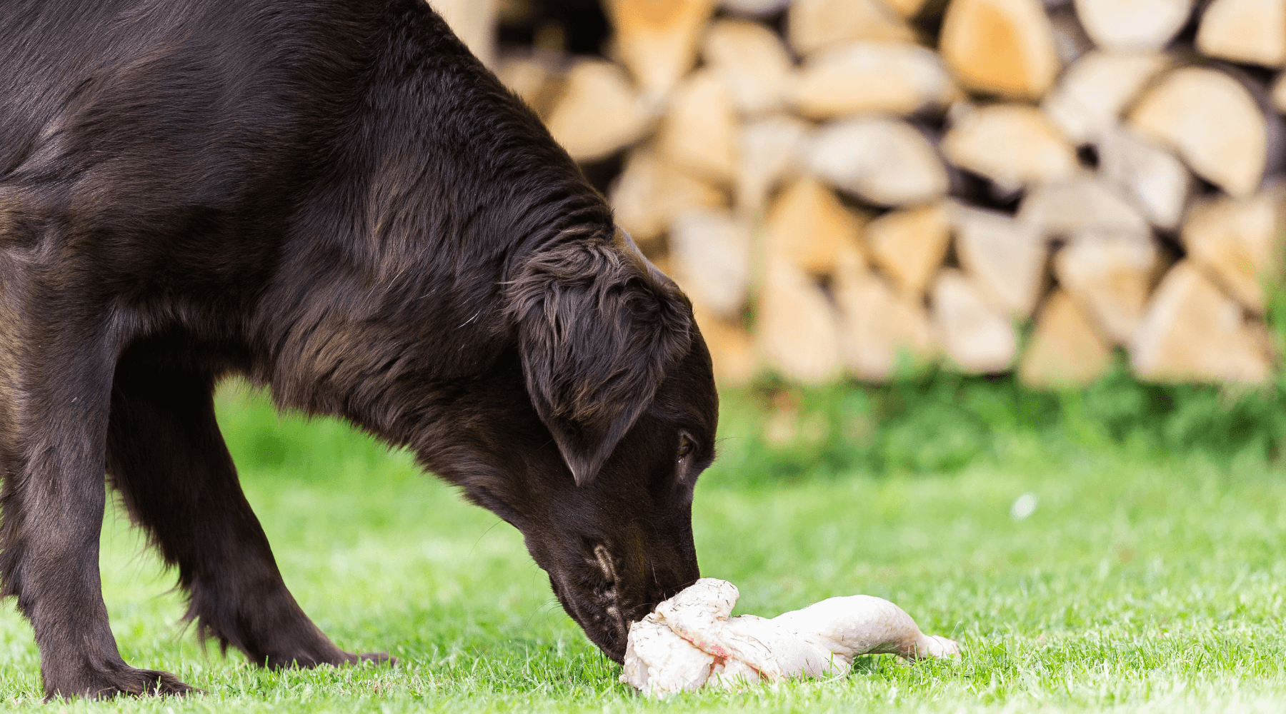 labrador comiendo un muslo de pollo en la hierba