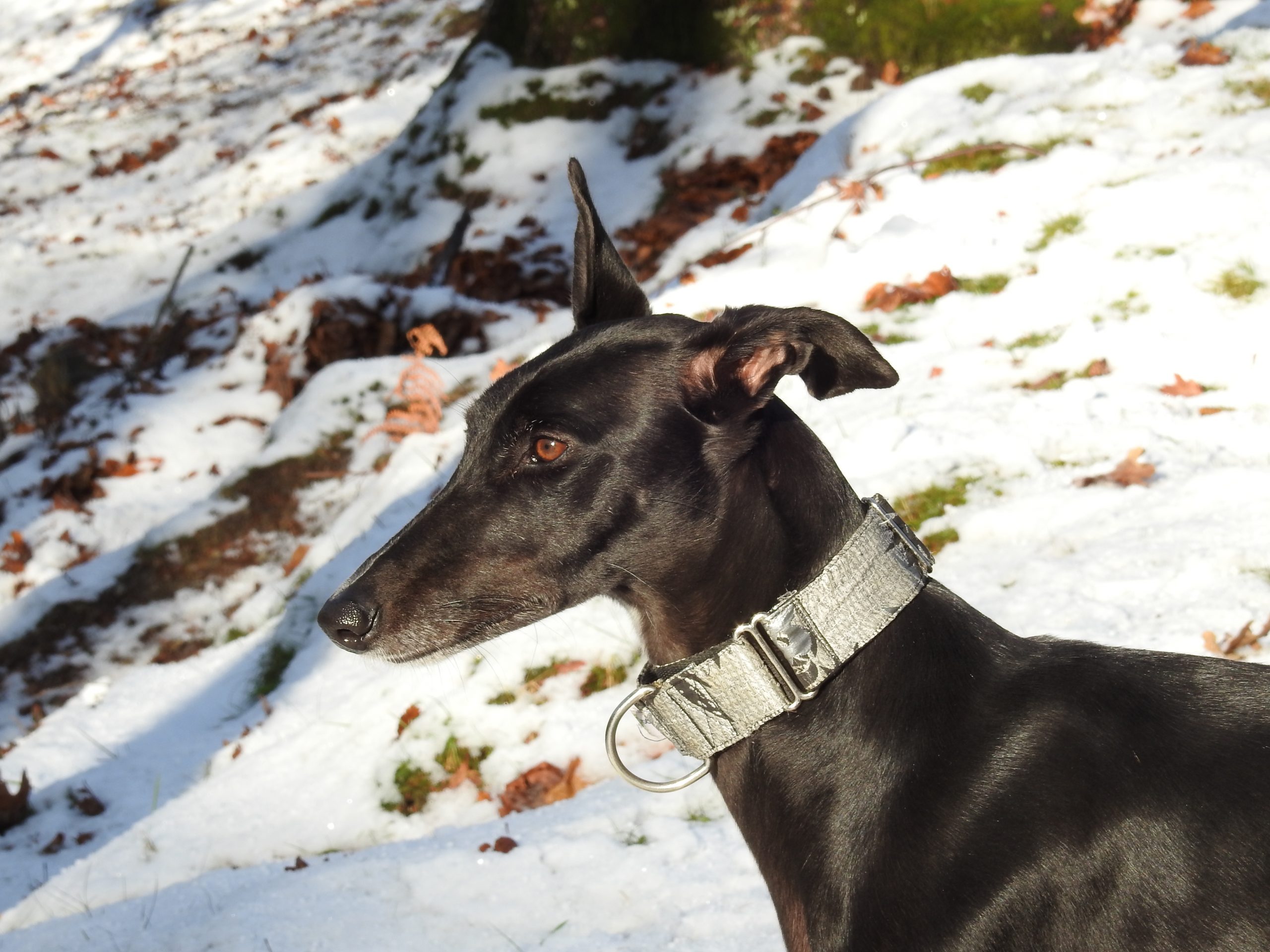 galgo negro con collar martingale plateado