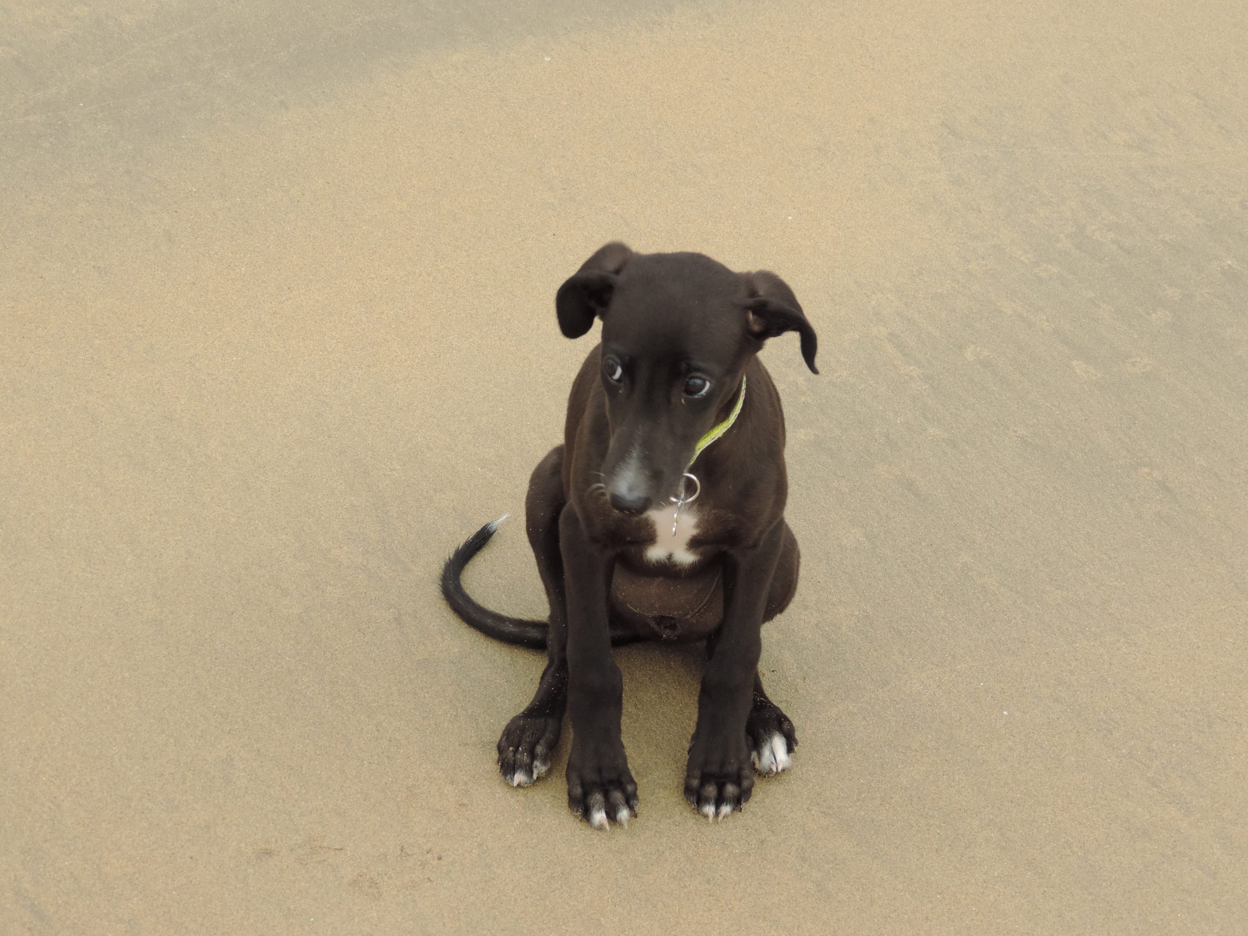 cachorro de galgo sentado en la playa