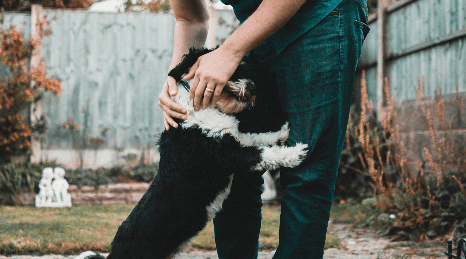 chico acariciando un perro blanco y negro