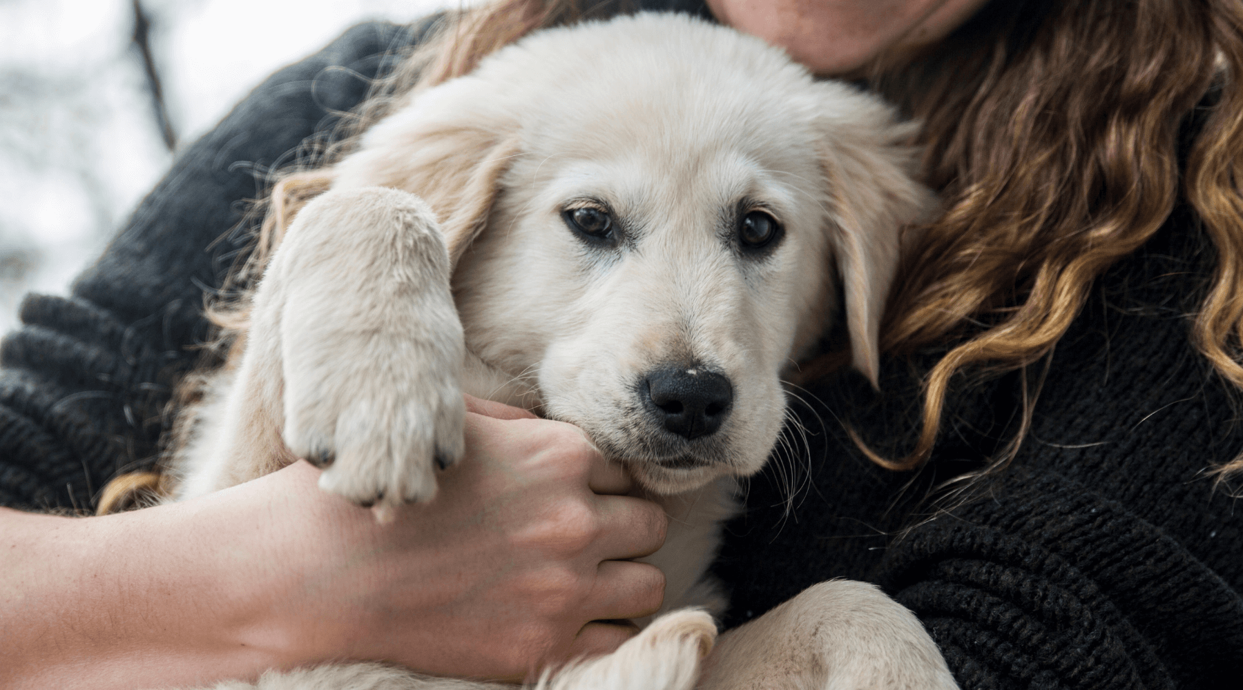 cachorro en brazos con cara de susto