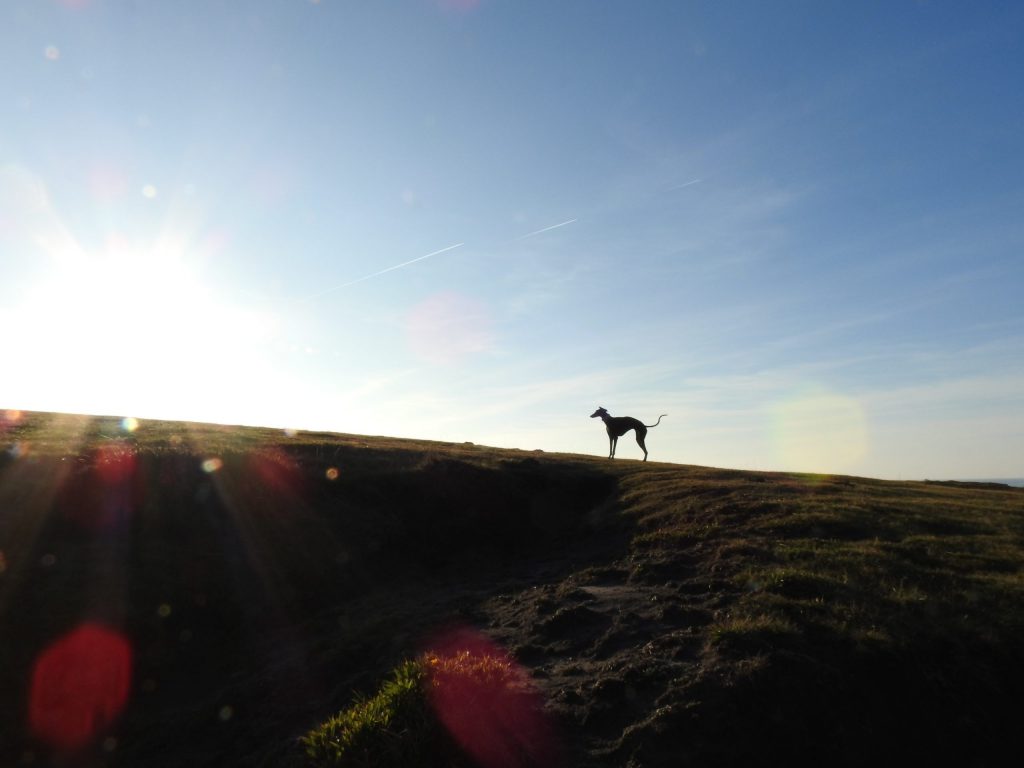 silueta de galgo negro en el monte jaizkibel