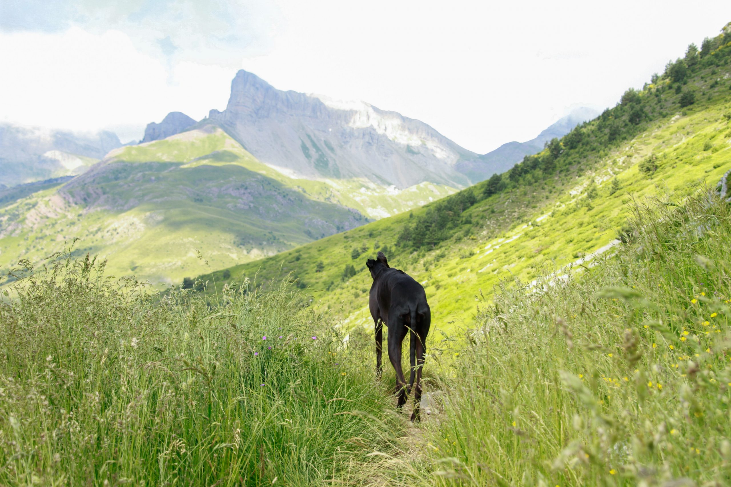 galgo negro haciendo una ruta de montaña en los pirineos