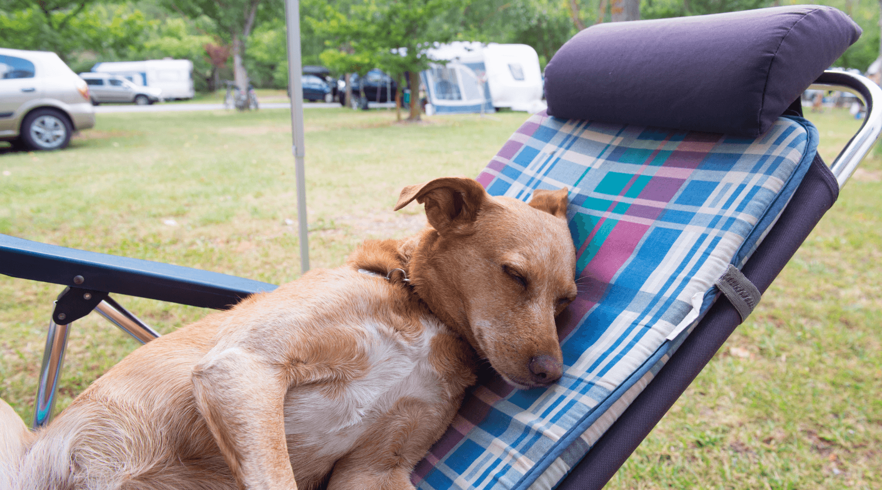perro tumbado tranquilamente en una tumbona en un camping