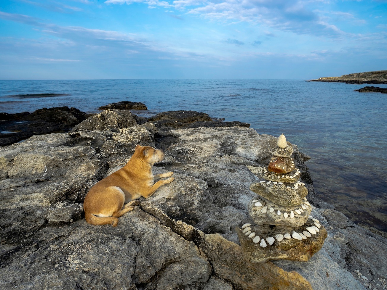 perro relajado contemplando el mar en meditación