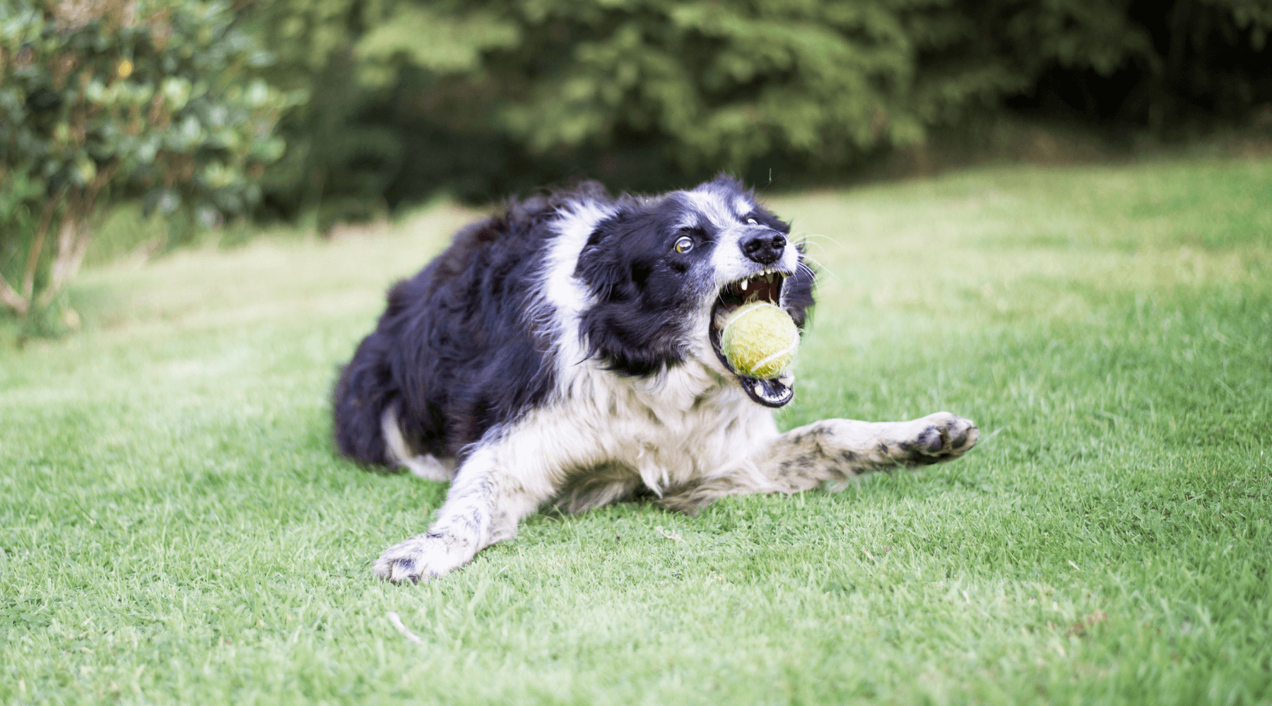 border collie anciano jugando con la pelota
