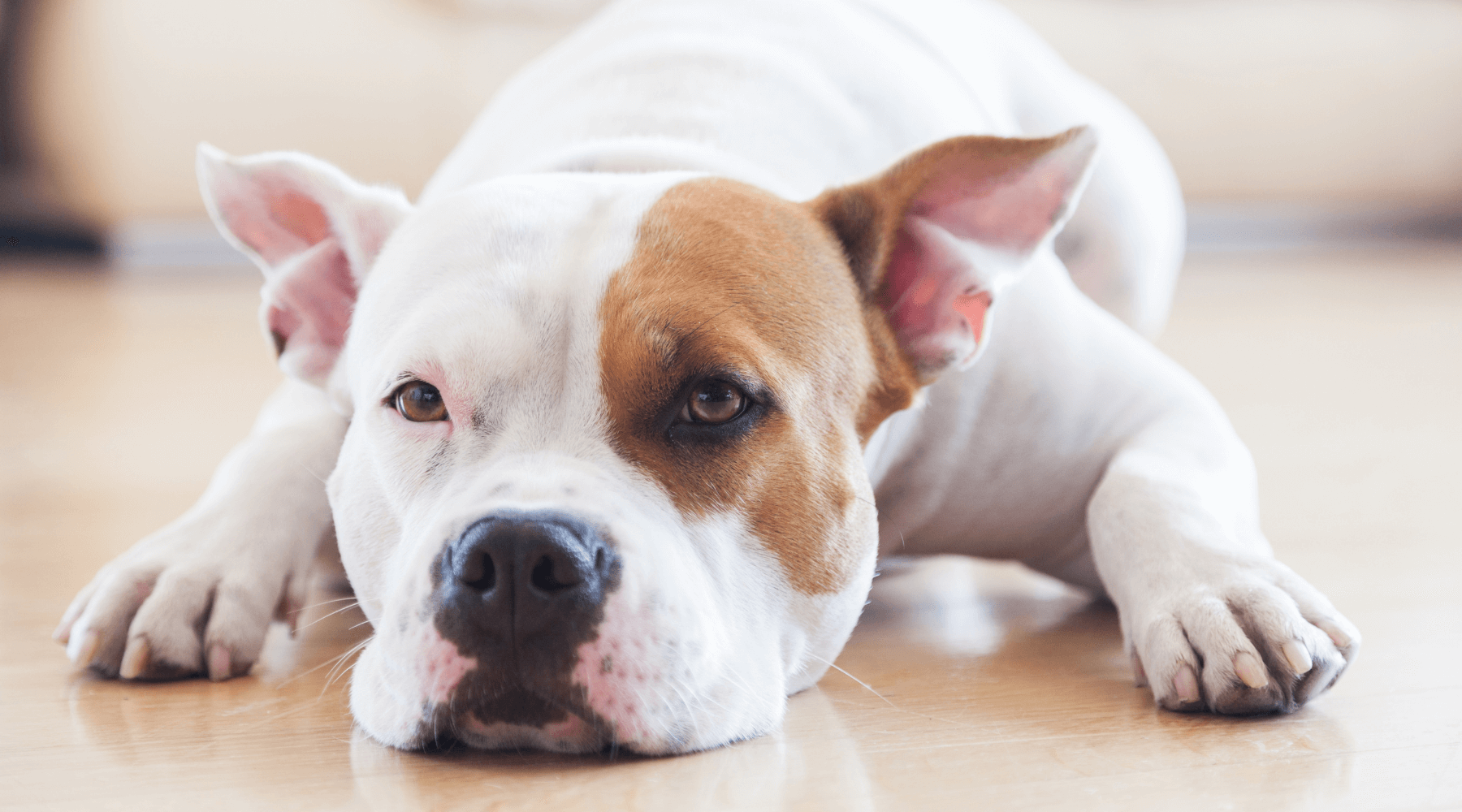 pitbull tumbado en el suelo sintiéndose seguro en su casa