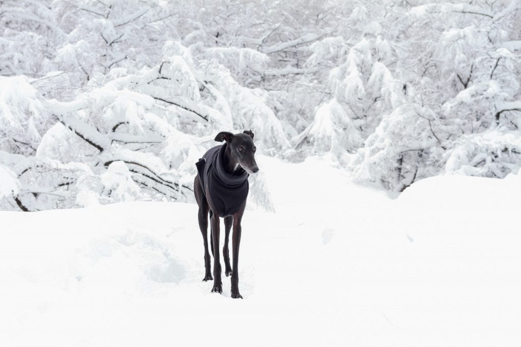 galgo negro en la nieve